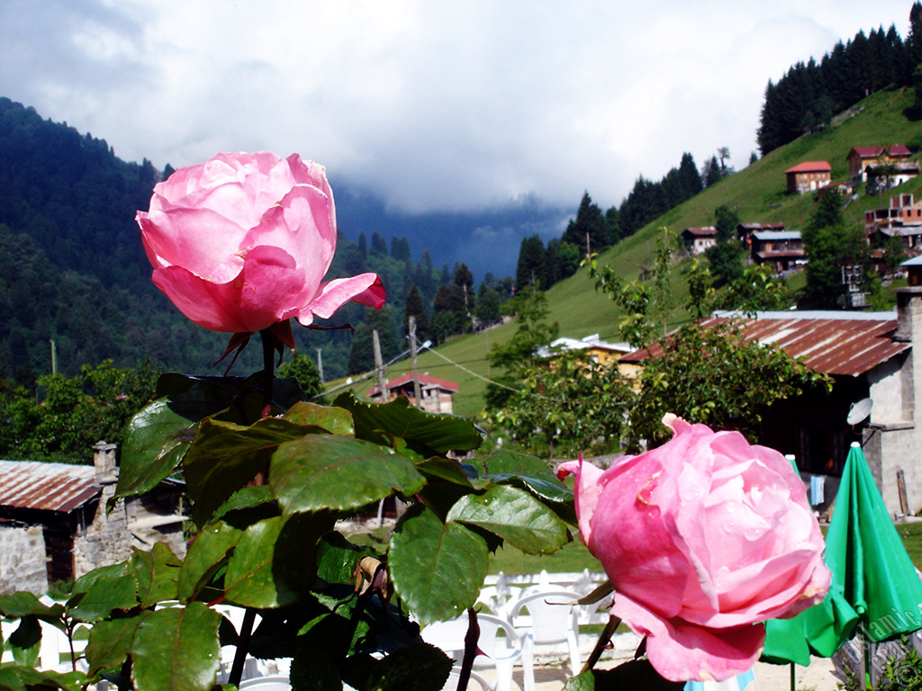 Pink rose photo.
