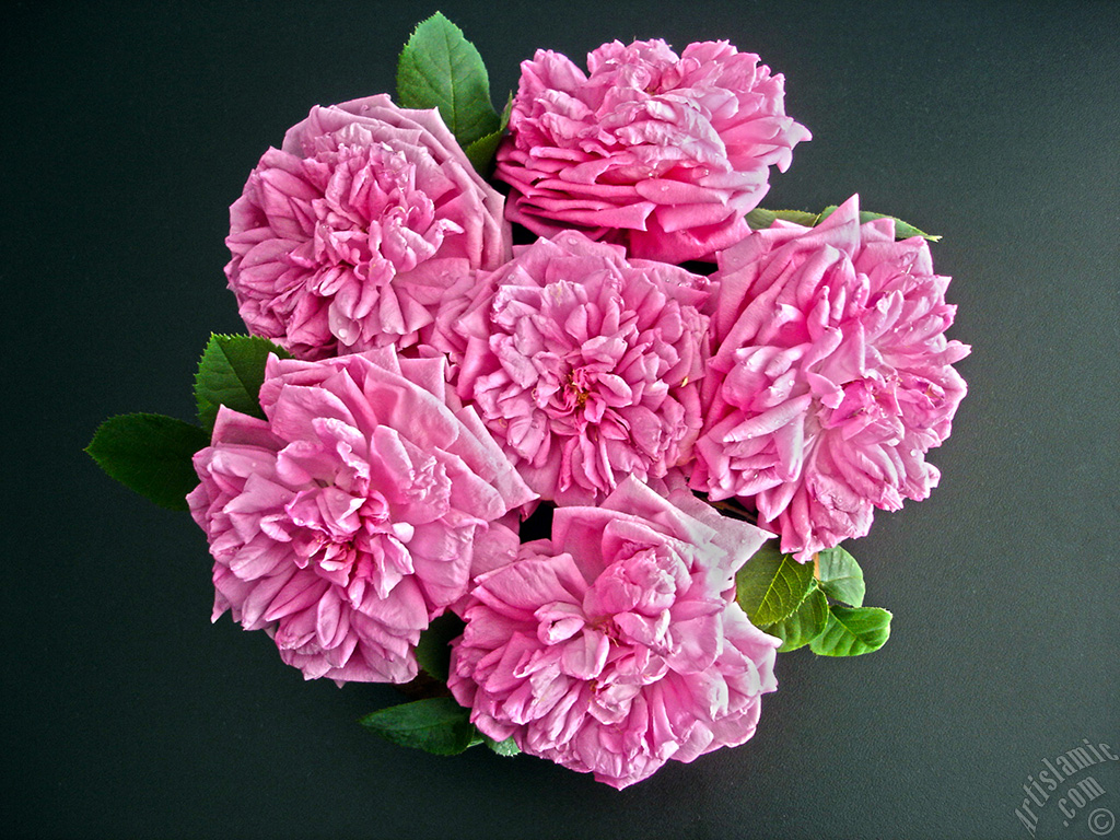 Pink rose photo.
