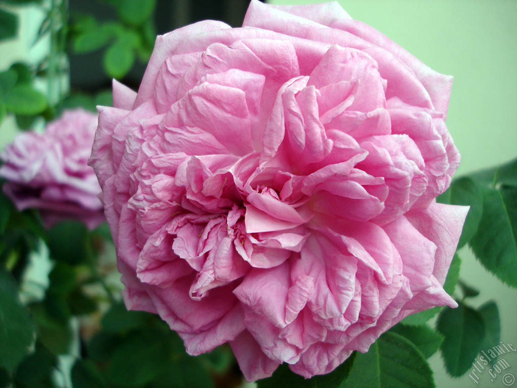 Pink rose photo.
