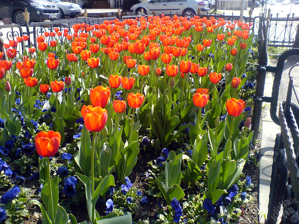 Turkish-Ottoman Tulips.
