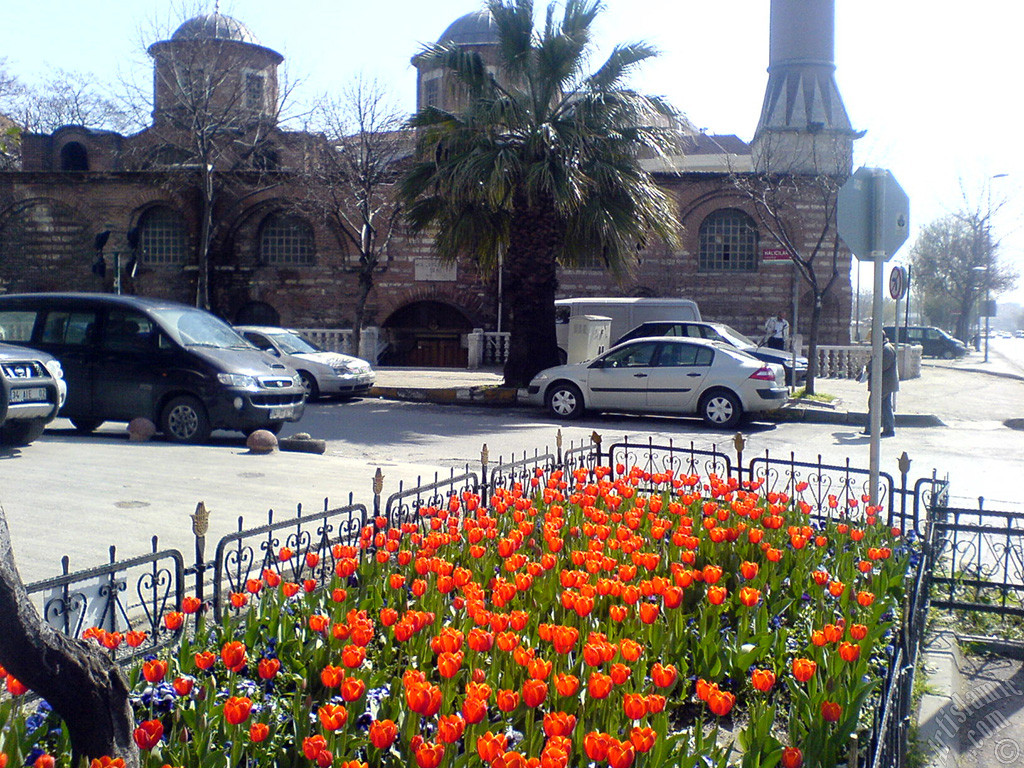 Turkish-Ottoman Tulips.
