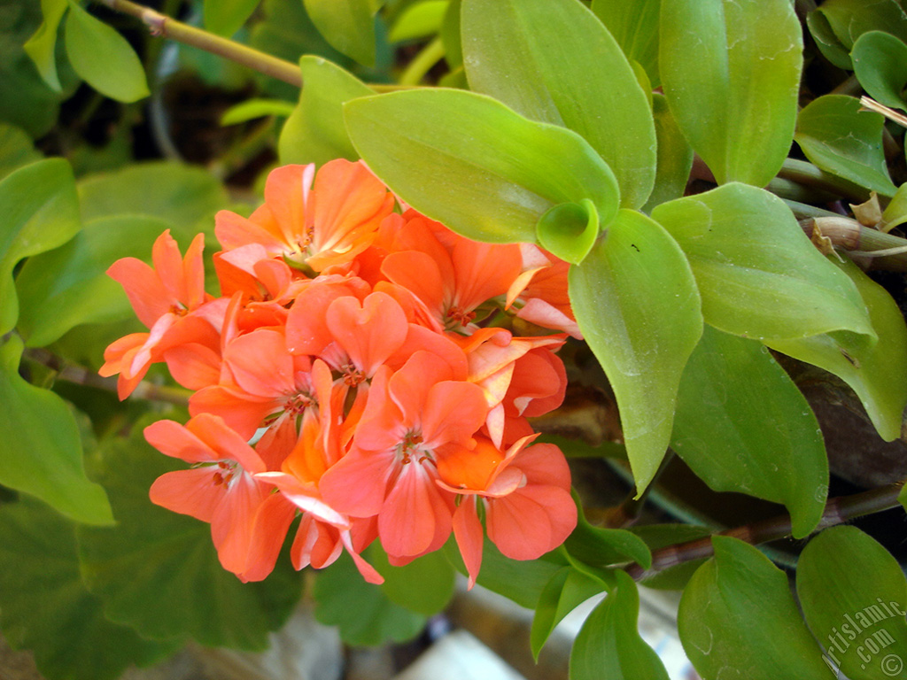 Red Colored Pelargonia -Geranium- flower.
