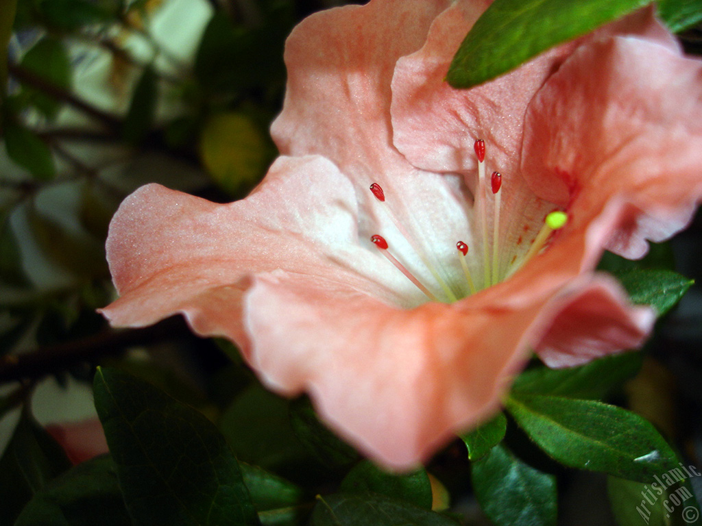 Pink color Azalea -Rhododendron- flower.
