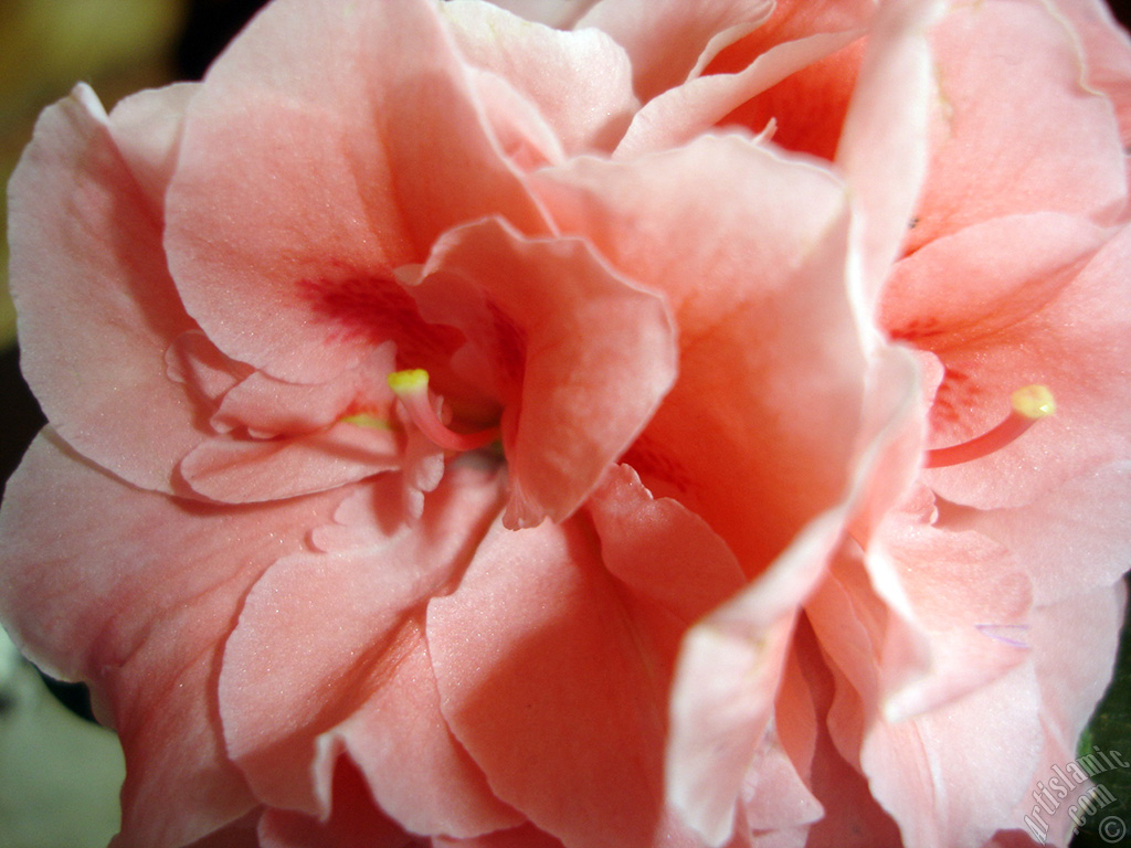 Pink color Azalea -Rhododendron- flower.
