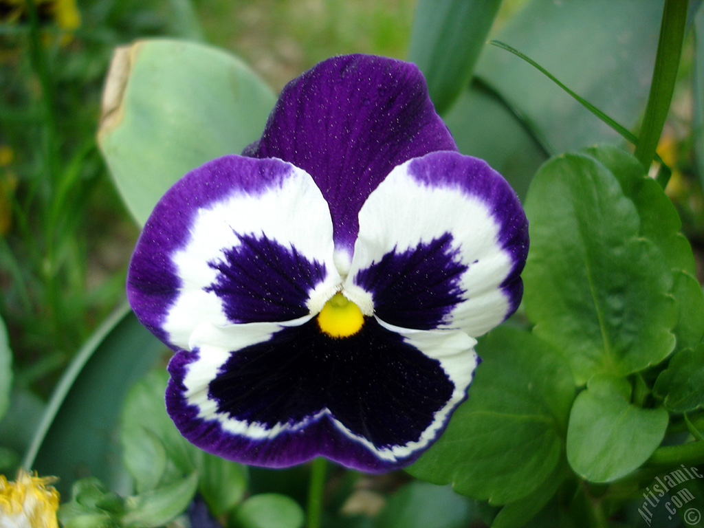 Purple color Viola Tricolor -Heartsease, Pansy, Multicoloured Violet, Johnny Jump Up- flower.
