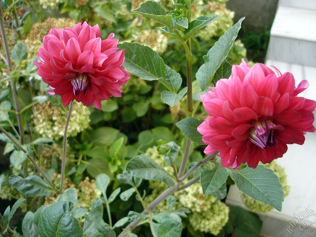 Dahlia flower.
