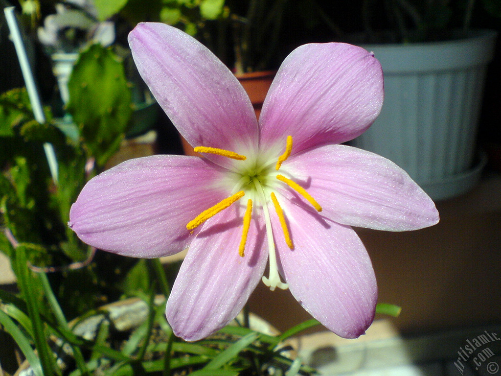 Pink color flower similar to lily.
