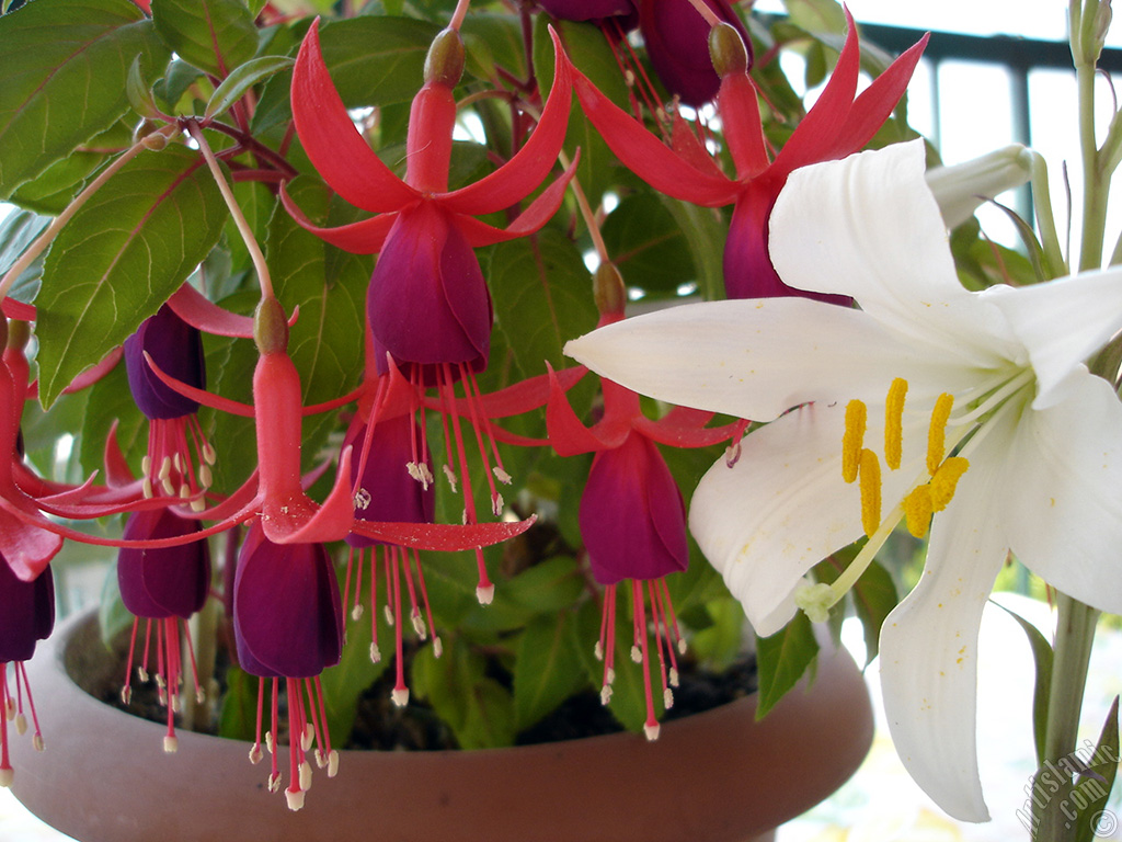 Red and purple color Fuchsia Hybrid flower.
