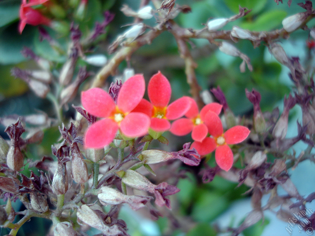 Kalanchoe plant`s flower.
