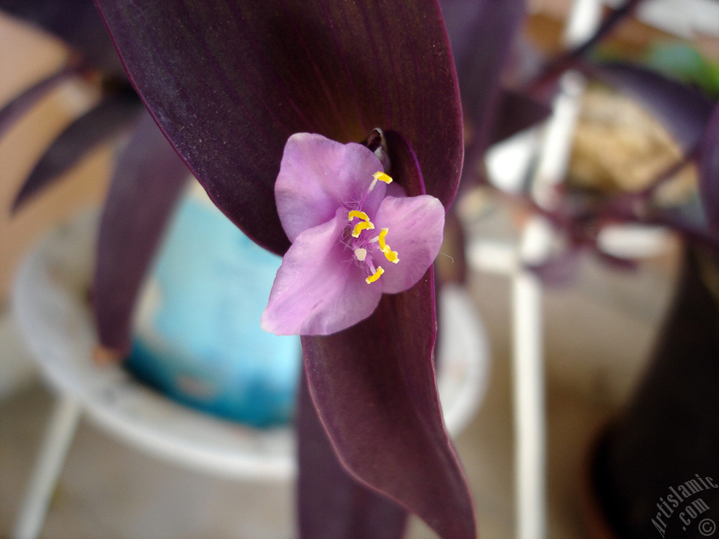 Purple Heart -Purple Queen- flower.
