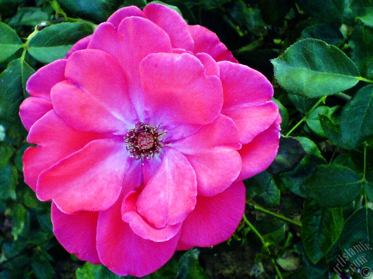 Red rose photo.
