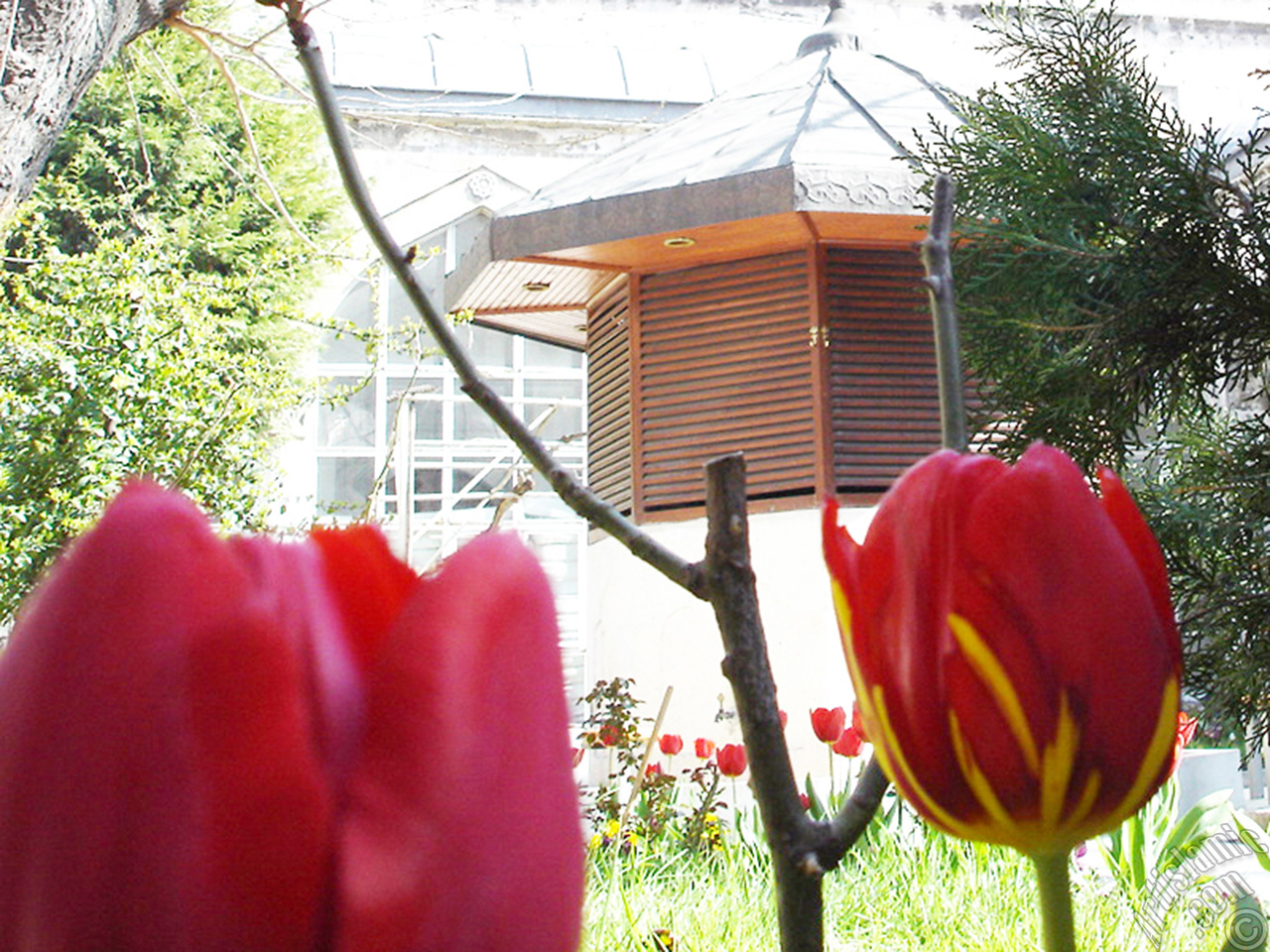 Red-yellow color Turkish-Ottoman Tulip photo.
