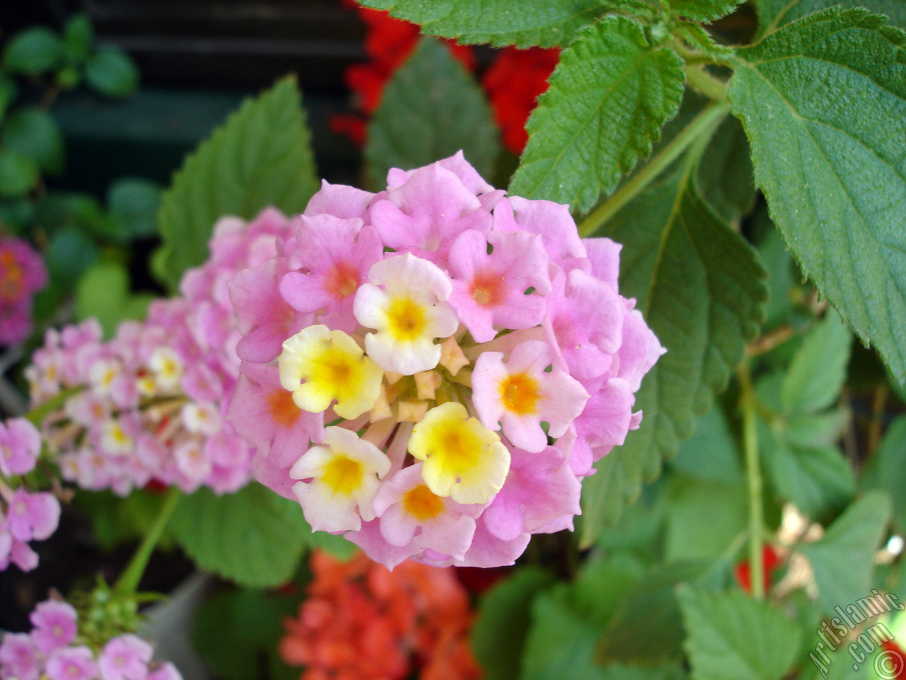 Lantana camara -bush lantana- flower.
