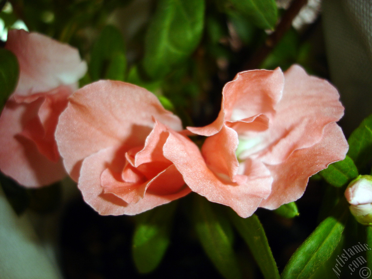 Pink color Azalea -Rhododendron- flower.
