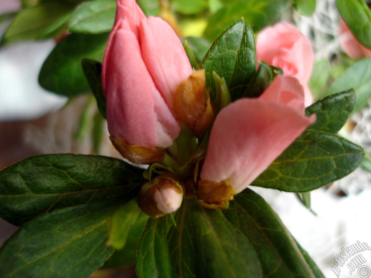 Pink color Azalea -Rhododendron- flower.
