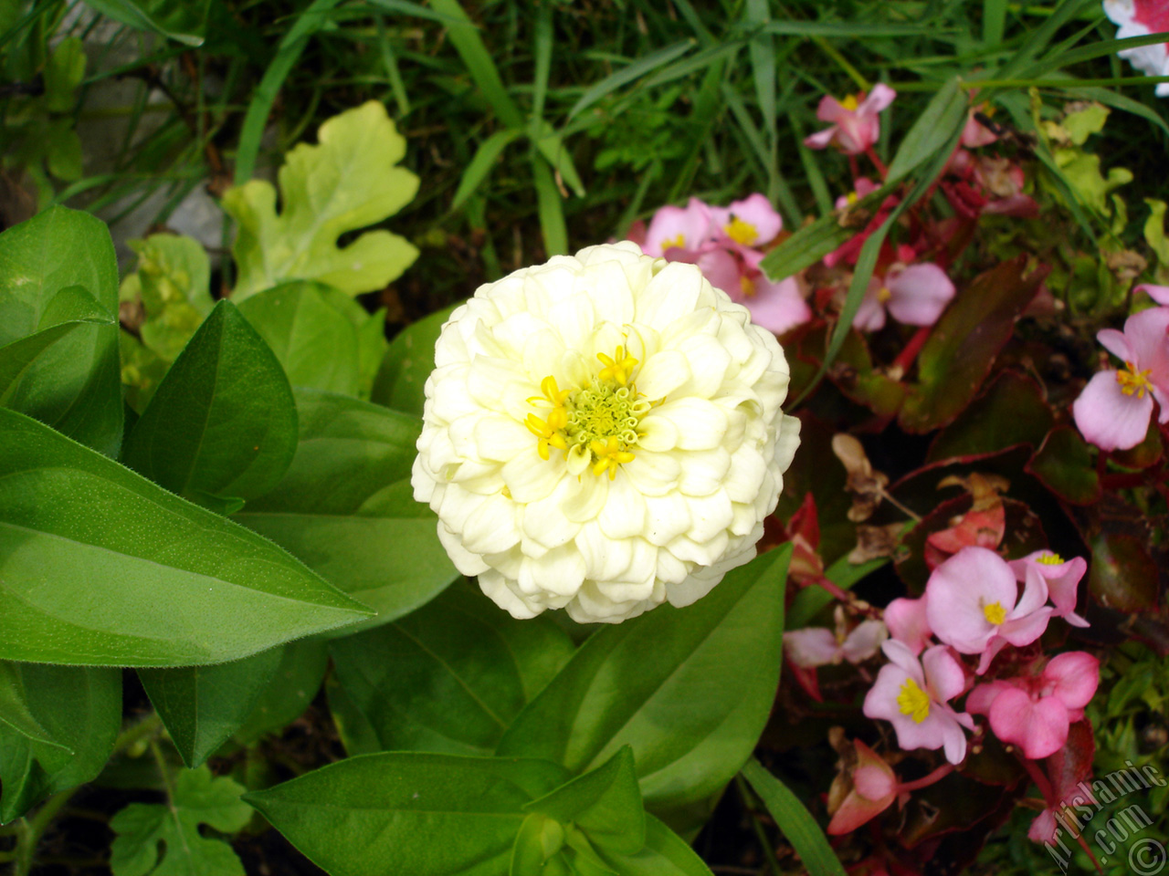 Dahlia flower.
