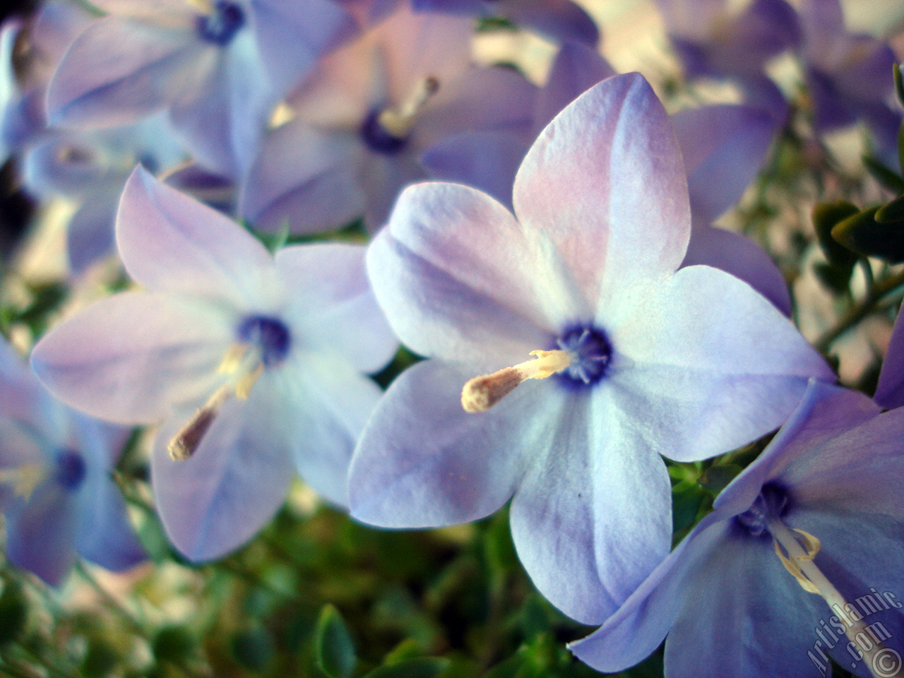 Balloon Flower -Chinese Bellflower-.
