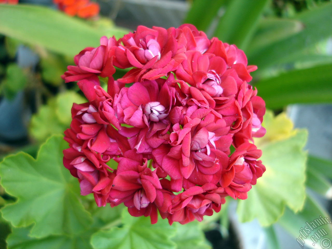 Red color Pelargonia -Geranium- flower.

