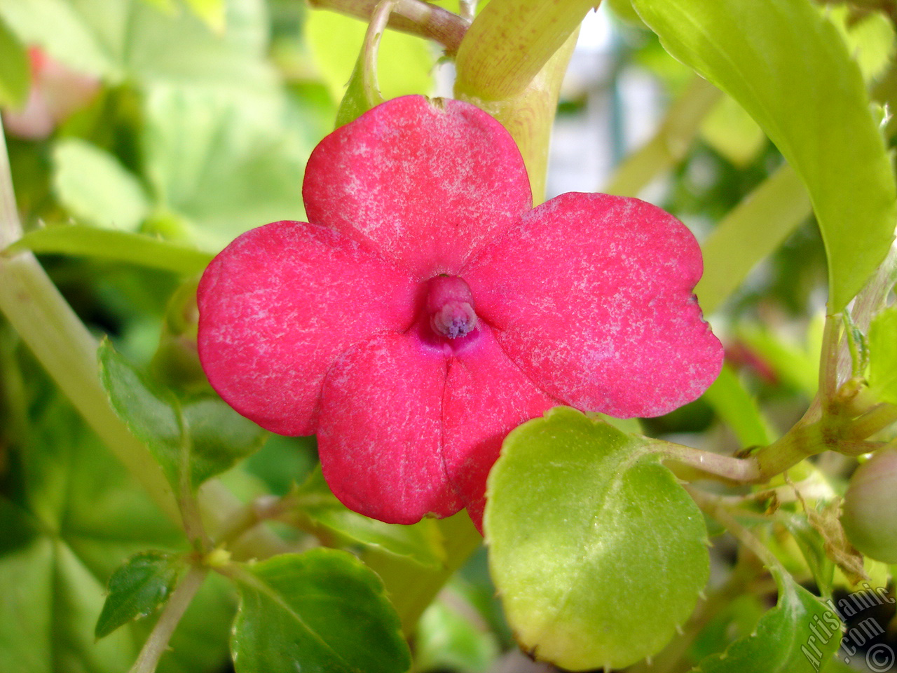 Garden Balsam, -Touch-me-not, Jewel Weed- flower.
