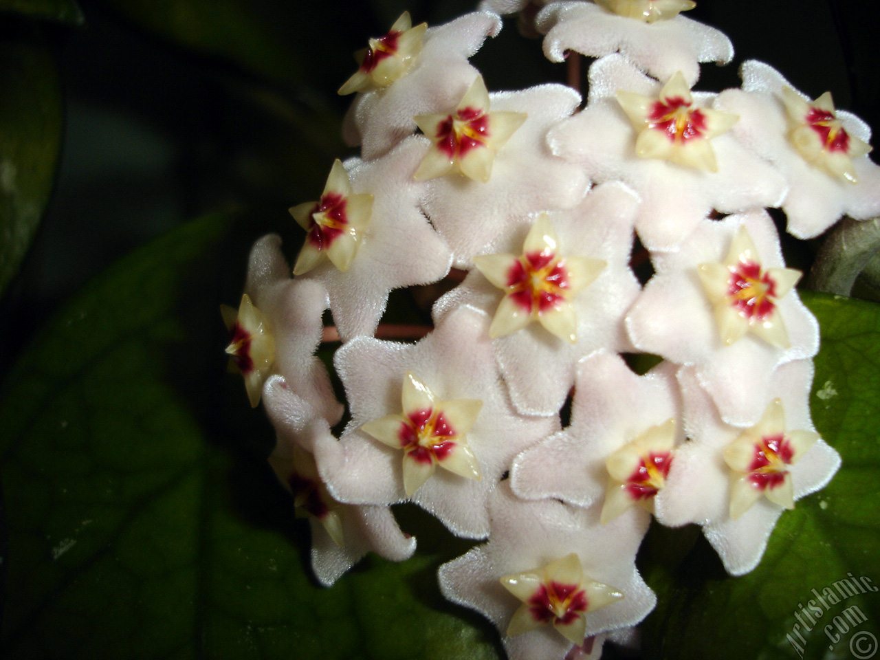 Wax Plant flower.
