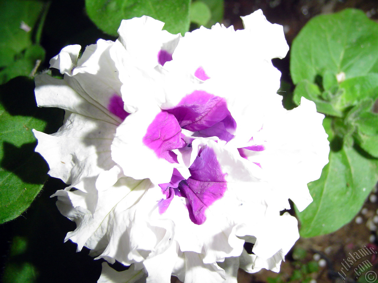 A flower photo.
