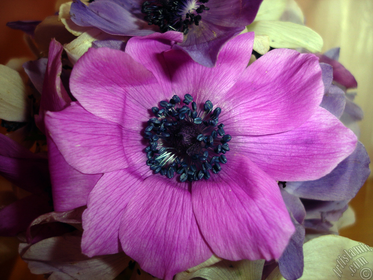 A bouquet consisting of purple flowers.
