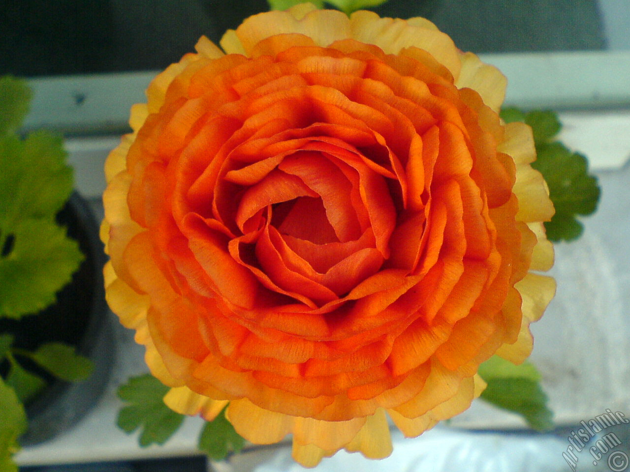 A yellow flower in the pot.
