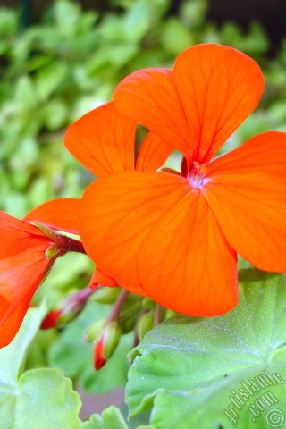 A mobile wallpaper and MMS picture for Apple iPhone 7s, 6s, 5s, 4s, Plus, iPods, iPads, New iPads, Samsung Galaxy S Series and Notes, Sony Ericsson Xperia, LG Mobile Phones, Tablets and Devices: Red Colored Pelargonia -Geranium- flower.

