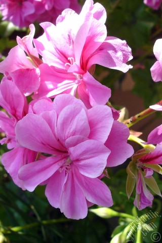 A mobile wallpaper and MMS picture for Apple iPhone 7s, 6s, 5s, 4s, Plus, iPods, iPads, New iPads, Samsung Galaxy S Series and Notes, Sony Ericsson Xperia, LG Mobile Phones, Tablets and Devices: Pink Colored Pelargonia -Geranium- flower.
