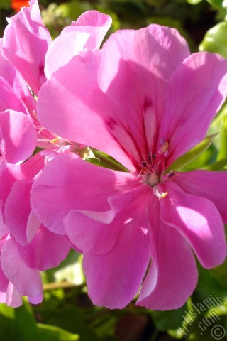A mobile wallpaper and MMS picture for Apple iPhone 7s, 6s, 5s, 4s, Plus, iPods, iPads, New iPads, Samsung Galaxy S Series and Notes, Sony Ericsson Xperia, LG Mobile Phones, Tablets and Devices: Pink Colored Pelargonia -Geranium- flower.
